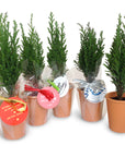 Mini sapin à offrir
