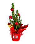 Mini sapin à offrir