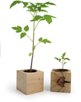 Cube en bois en kit de plantation