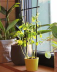 Kit en pot céramique pour plantation - xxl