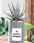 Le cactus en pot