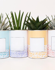 Le cactus en pot
