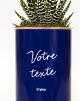 Le cactus en pot
