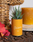 Le cactus en pot