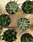 Le cactus en pot
