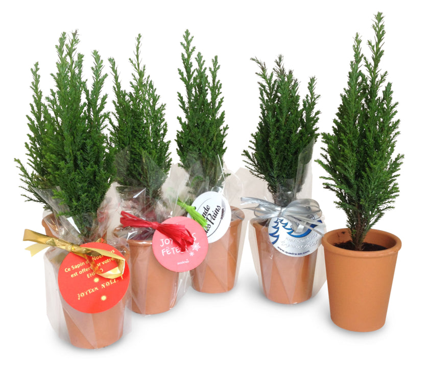 Mini sapin à offrir