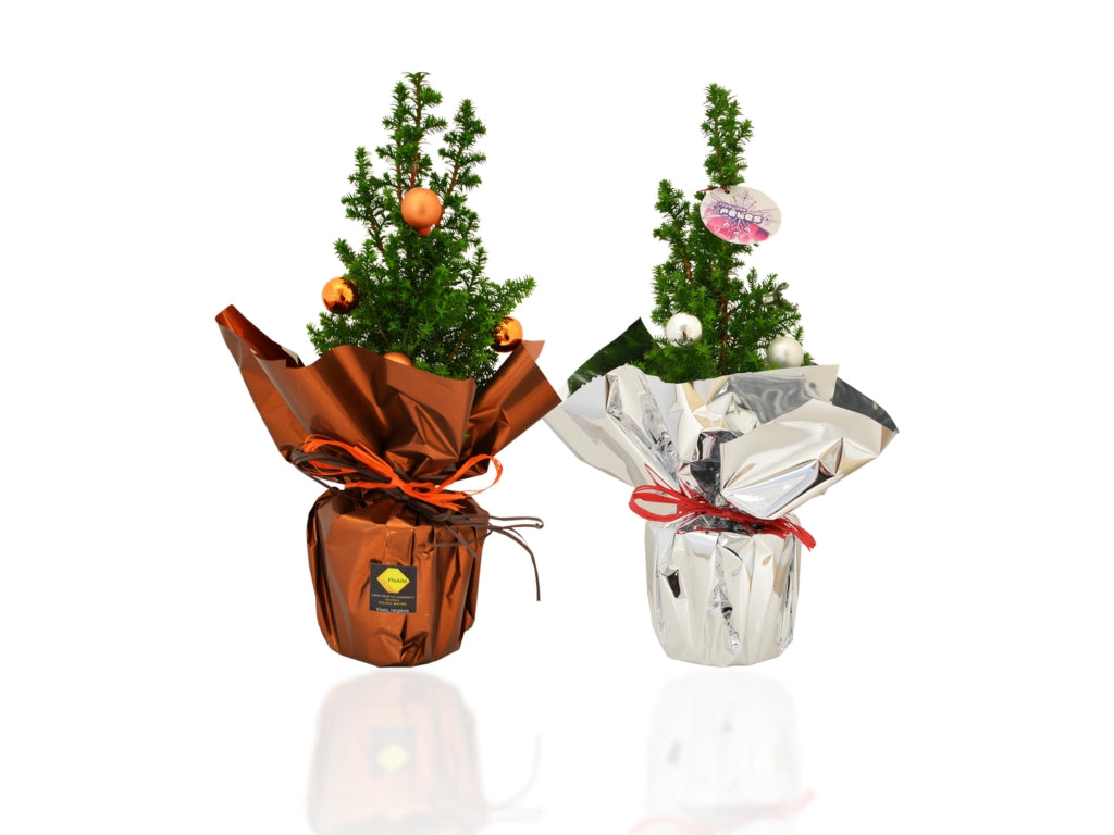 Mini sapin à offrir