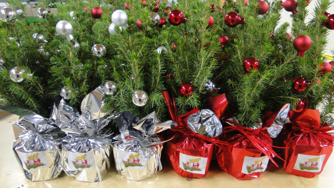 Mini sapin à offrir
