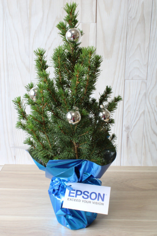 Mini sapin à offrir