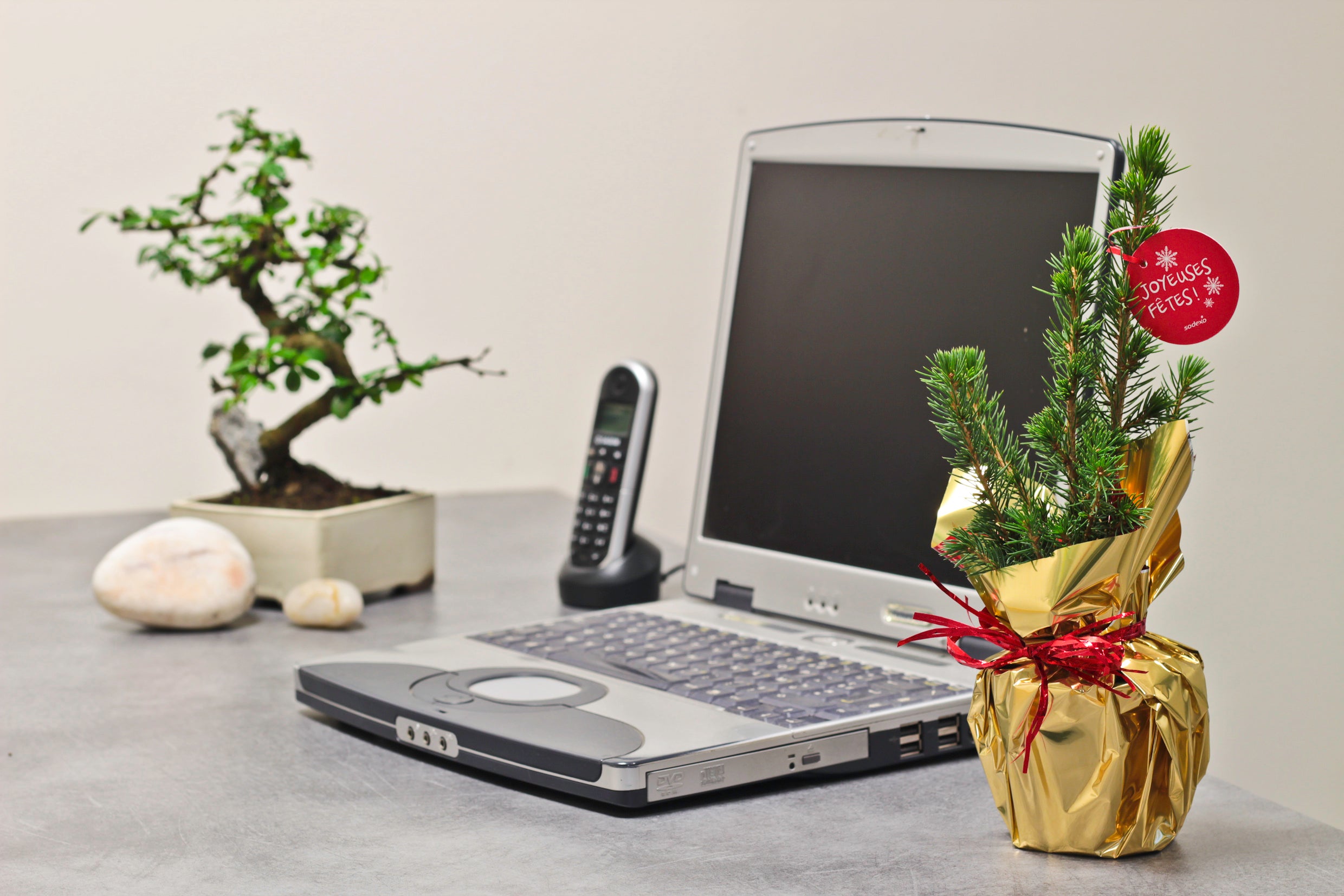 Mini sapin à offrir