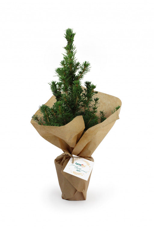 Mini sapin à offrir