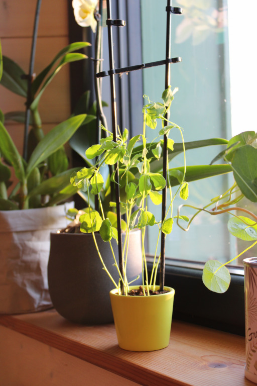 Kit en pot céramique pour plantation - xxl